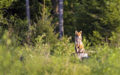 A bennem lakó sakál